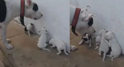 Qué ternura: Cachorros cautivan Facebook por su triste reacción al ser regañados por su padre