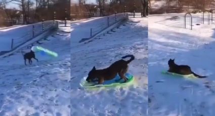 Perro se viraliza al divertirse mientras se desliza sobre la nieve en bandeja