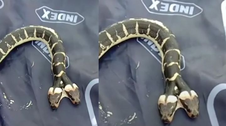 Familia en Tailandia recibe tremendo susto al encontrarse con serpiente de dos cabezas
