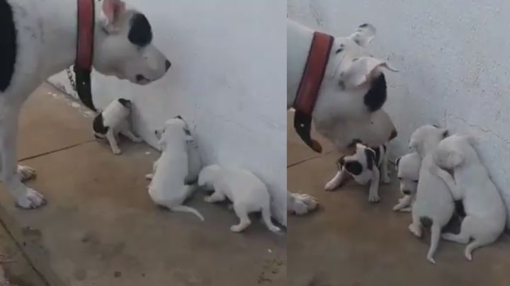 Qué ternura: Cachorros cautivan Facebook por su triste reacción al ser regañados por su padre