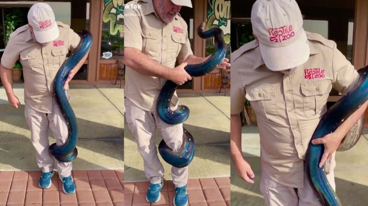 VIDEO: Hombre es envuelto por inmensa serpiente azul y redes sociales enloquecen