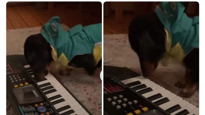 VIDEO: Un perro salchicha conquista las redes tocando el piano y se hace viral en TikTok