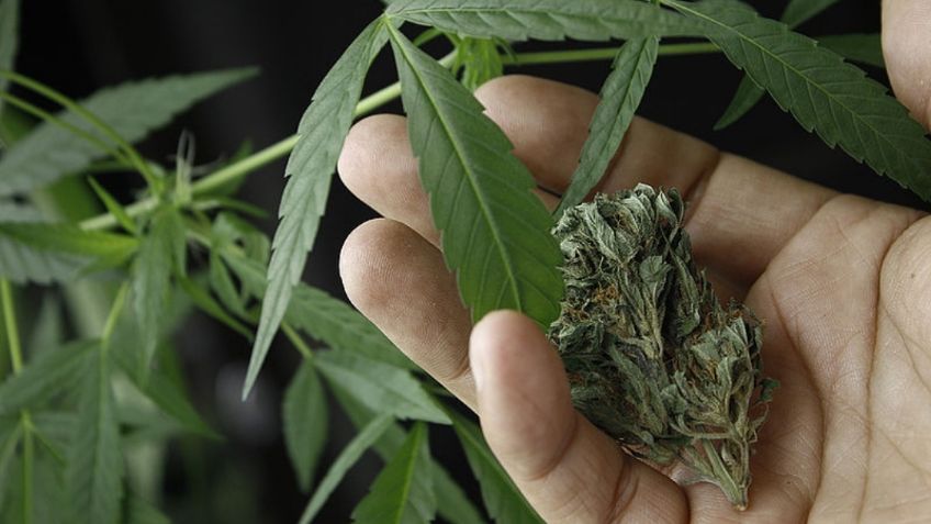 SSA reglamenta uso, venta y producción de cannabis medicinal; se prevé despenalización