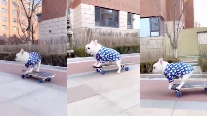 VIDEO: Perrito enternece a las redes sociales al pasear sobre una patineta