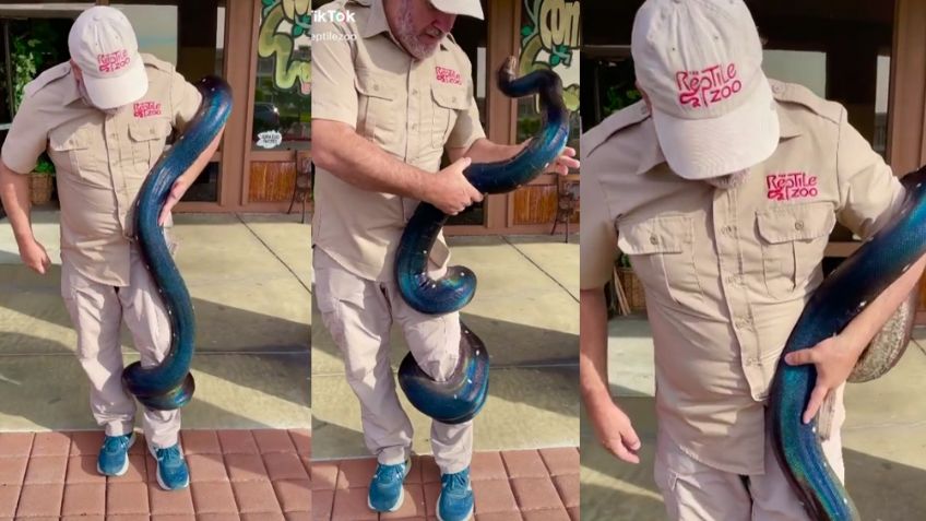 VIDEO: Hombre es envuelto por inmensa serpiente azul y redes sociales enloquecen