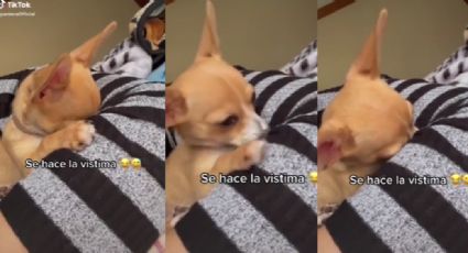 Chihuahua se "hace la vistima" cuando lo regañan y TikTok 'estalla' de ternura