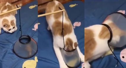 VIDEO: Con ingeniosa trampa, mujer logra colocarle un collarín a su gato