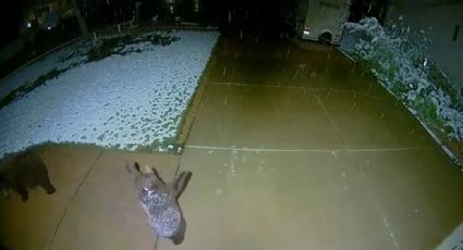 VIDEO: La tierna reacción de un osito al ver caer nieve conmueve a usuarios en las redes