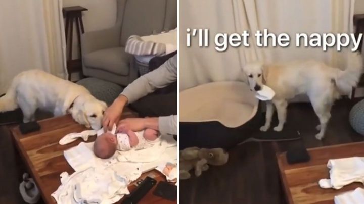 Perrita cautiva Facebook al ayudar a cambiar los pañales del bebé de sus dueños