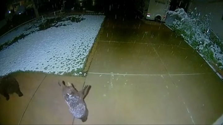 VIDEO: La tierna reacción de un osito al ver caer nieve conmueve a usuarios en las redes