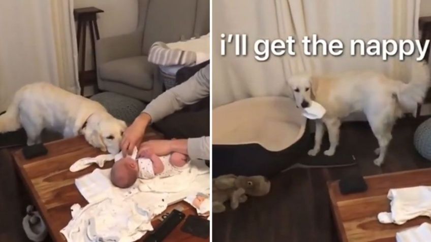 Perrita cautiva Facebook al ayudar a cambiar los pañales del bebé de sus dueños