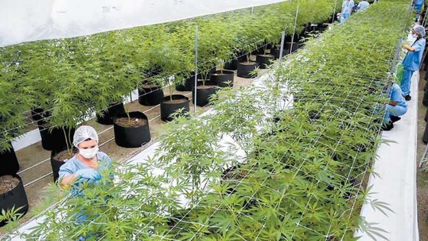 "Las empresas están listas": Proveedoras de cannabis se preparan para trámites de permisos