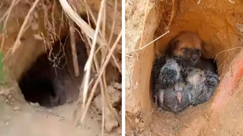 Mujer adopta a tres pichones y un cachorro tras negarse a separarse en su rescate