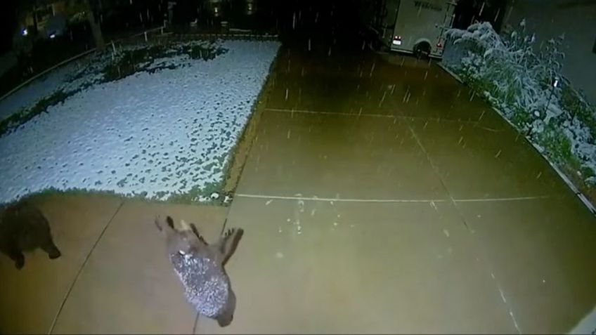 VIDEO: La tierna reacción de un osito al ver caer nieve conmueve a usuarios en las redes