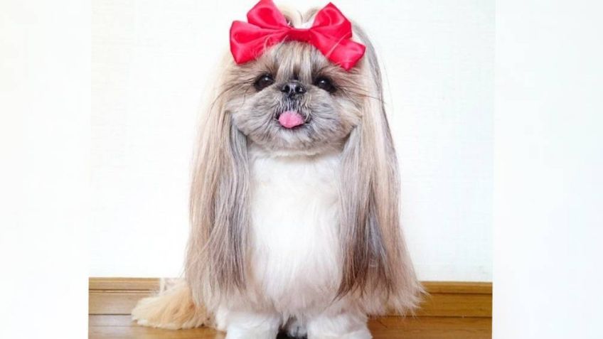 La explicación de por qué algunas perras pasan por embarazos psicológicos