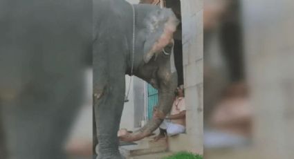 VIDEO: Un elefante provoca la admiración de los internautas al quejarse con su dueño