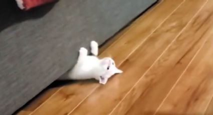 VIDEO: Gato con increíble instinto ninja sorprende al atacar a su hermanito