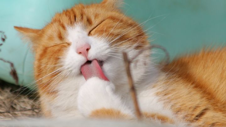 Logra cepillar a tu gato sin morir en el intento con ayuda de estos sencillos 'tips'