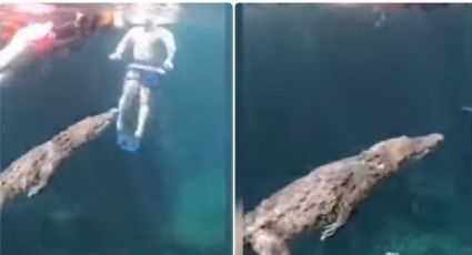 ¡Sorprendente! Cocodrilo nada al lado de turistas en cenote de Tulum, Quintana Roo: VIDEO