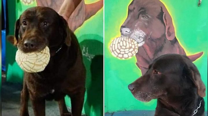 El gusto de un perro por el pan dulce lo convirtió de 'Chocolate' a 'El Conchas'
