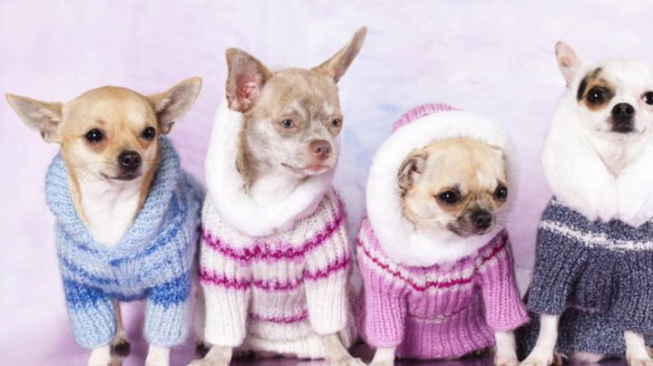 Expertos en animales revelan si a los perros les gusta utilizar ropa o no