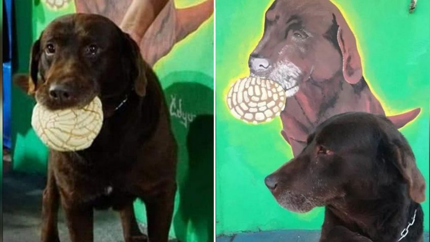 El gusto de un perro por el pan dulce lo convirtió de 'Chocolate' a 'El Conchas'