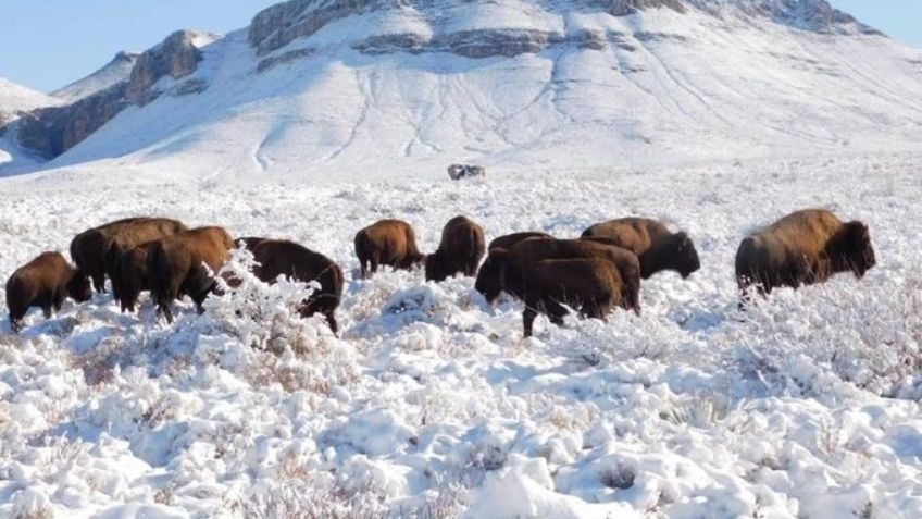 Caza deportiva del bisonte americano es aprobada por la Semarnat