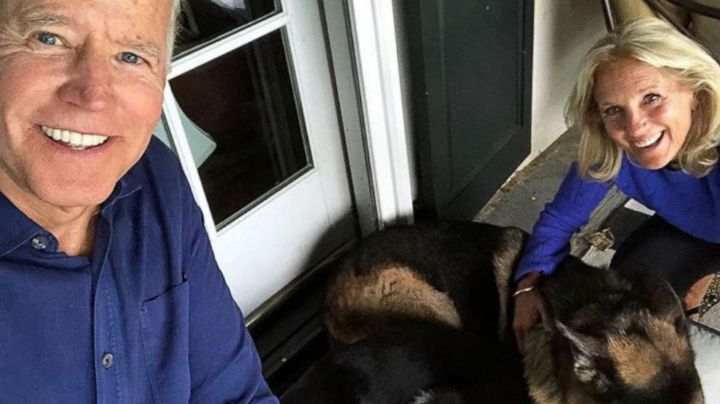 Conoce a los perros de Joe Biden que llegará con el presidente a la Casa Blanca