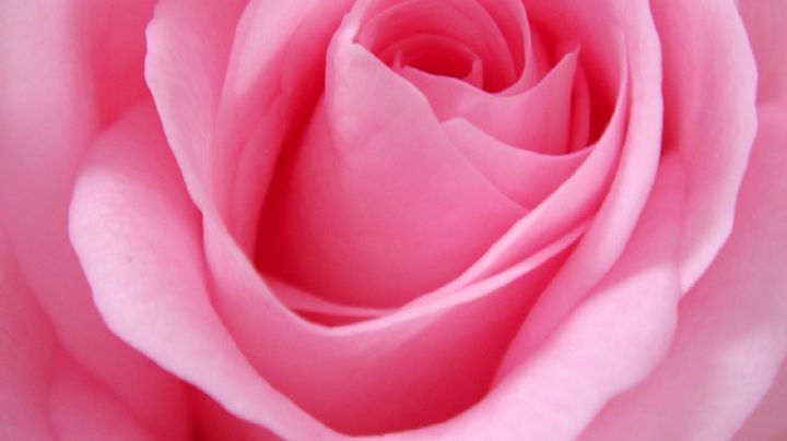 ¡Aprende a hacerlo! Este tónico de agua de rosas casero dejará tu piel suave y bella