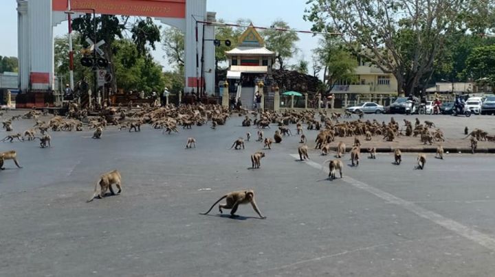 VIDEO: Monos corren en estampida por ciudad de Tailandia al oír explosión de fuegos artificiales