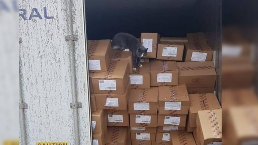 FOTOS: Gatito sobrevive comiendo bombones tras estar atrapado semanas en un contenedor