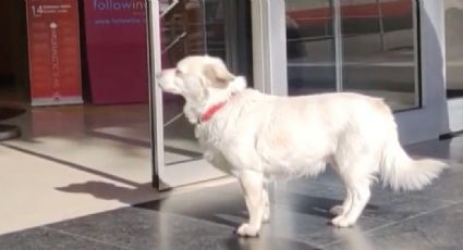 La historia de una perrita que espera a su dueño afuera de un hospital enternece las redes