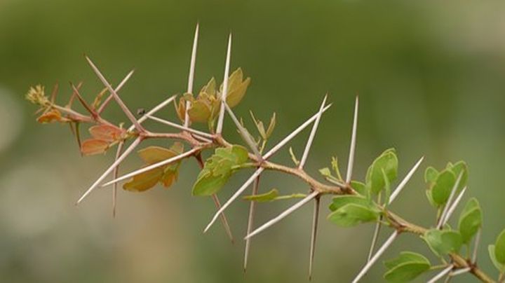 Colocan espinas de huizache para guardar la sana distancia y no contagiarse del Covid-19