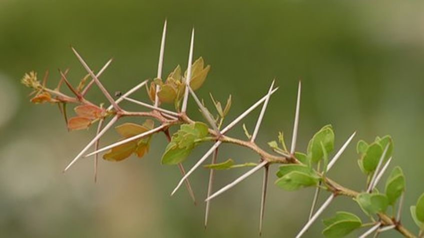 Colocan espinas de huizache para guardar la sana distancia y no contagiarse del Covid-19