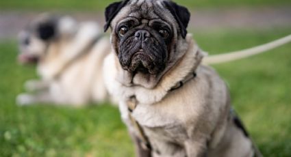 ¿Quieres tener un pug? Descubre cuáles son los pros y contras de adoptar a este adorable perro