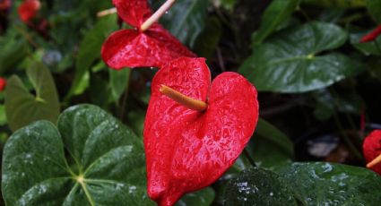 Flores y otras plantas que podrían ayudarte a oxigenar el aire de tu casa de forma natural