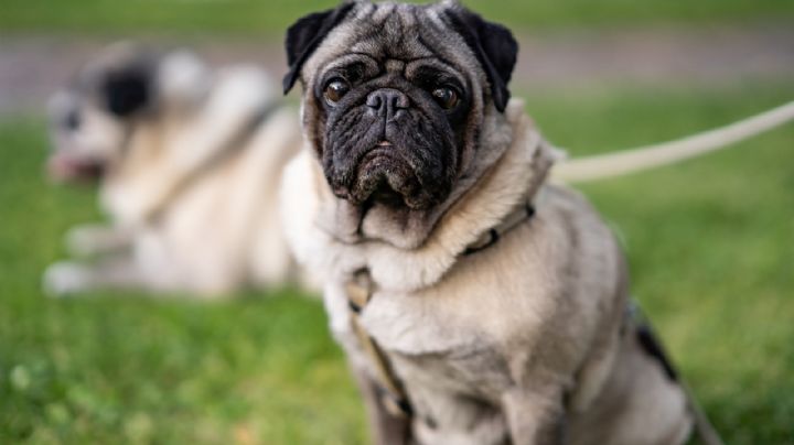 ¿Quieres tener un pug? Descubre cuáles son los pros y contras de adoptar a este adorable perro