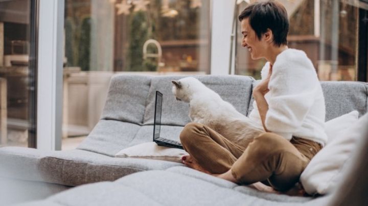 ¿Tu gato te hace compañía mientras trabajas? Entérate por qué estos animalitos tienen interés por las computadoras