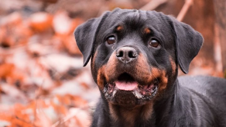 ¡No son lo que parecen! Descubre algunos mitos detrás de los perros 'rottweiler'