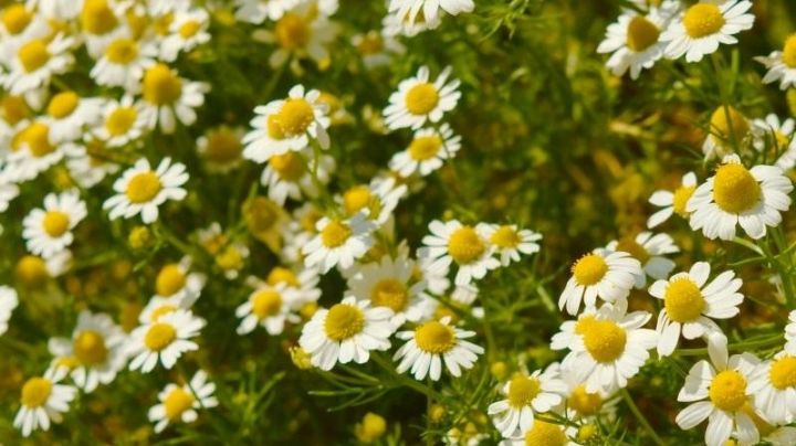 ¡Aprovéchalas al máximo! Estas son las flores curativas más efectivas para tu salud