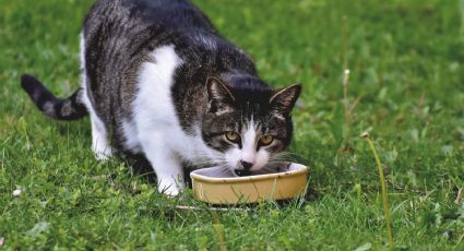 ¿Tienes un gato? Ten cuidado, estos alimentos podrían ser peligrosos para su salud