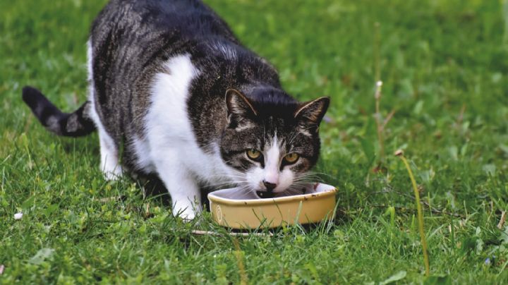 ¿Tienes un gato? Ten cuidado, estos alimentos podrían ser peligrosos para su salud