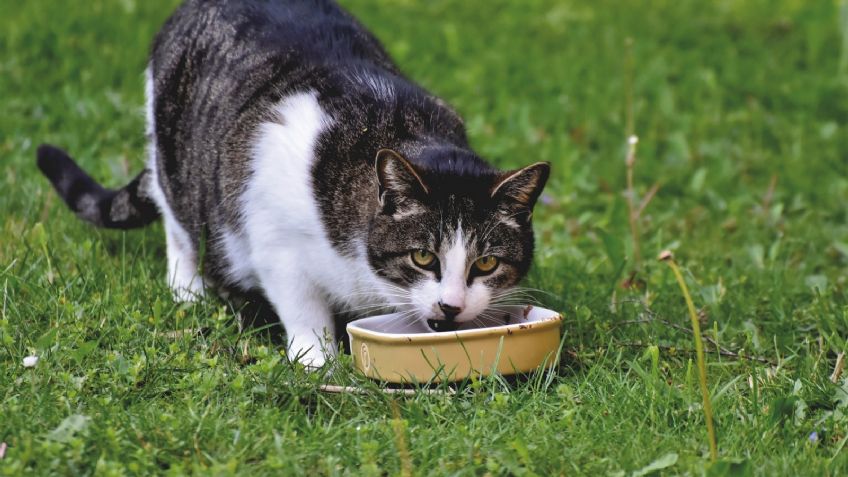 ¿Tienes un gato? Ten cuidado, estos alimentos podrían ser peligrosos para su salud