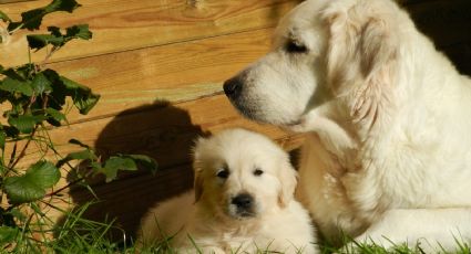 ¿Tienes un golden retriever? Descubre algunos datos curiosos de tu amada mascota