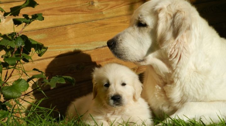 ¿Tienes un golden retriever? Descubre algunos datos curiosos de tu amada mascota
