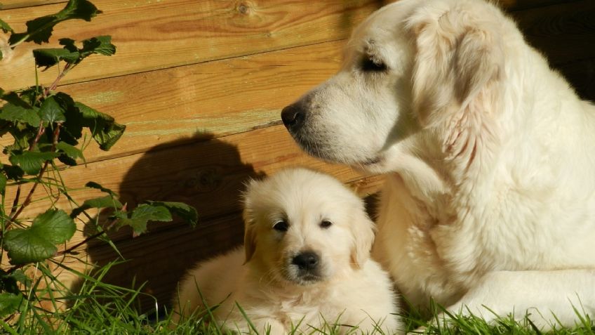 ¿Tienes un golden retriever? Descubre algunos datos curiosos de tu amada mascota