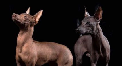 Xoloitzcuintle: Una leyenda ancestral que sobre el perro tradicional de México