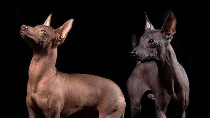 Xoloitzcuintle: Una leyenda ancestral que sobre el perro tradicional de México