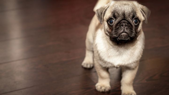 ¿Adoptarás un pug? Conoce algunos cuidados especiales que debe tener esta simpática mascota