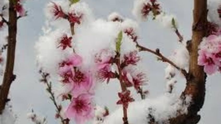 ¡No solo es la nochebuena! Estas son algunas de las flores de invierno más famosas